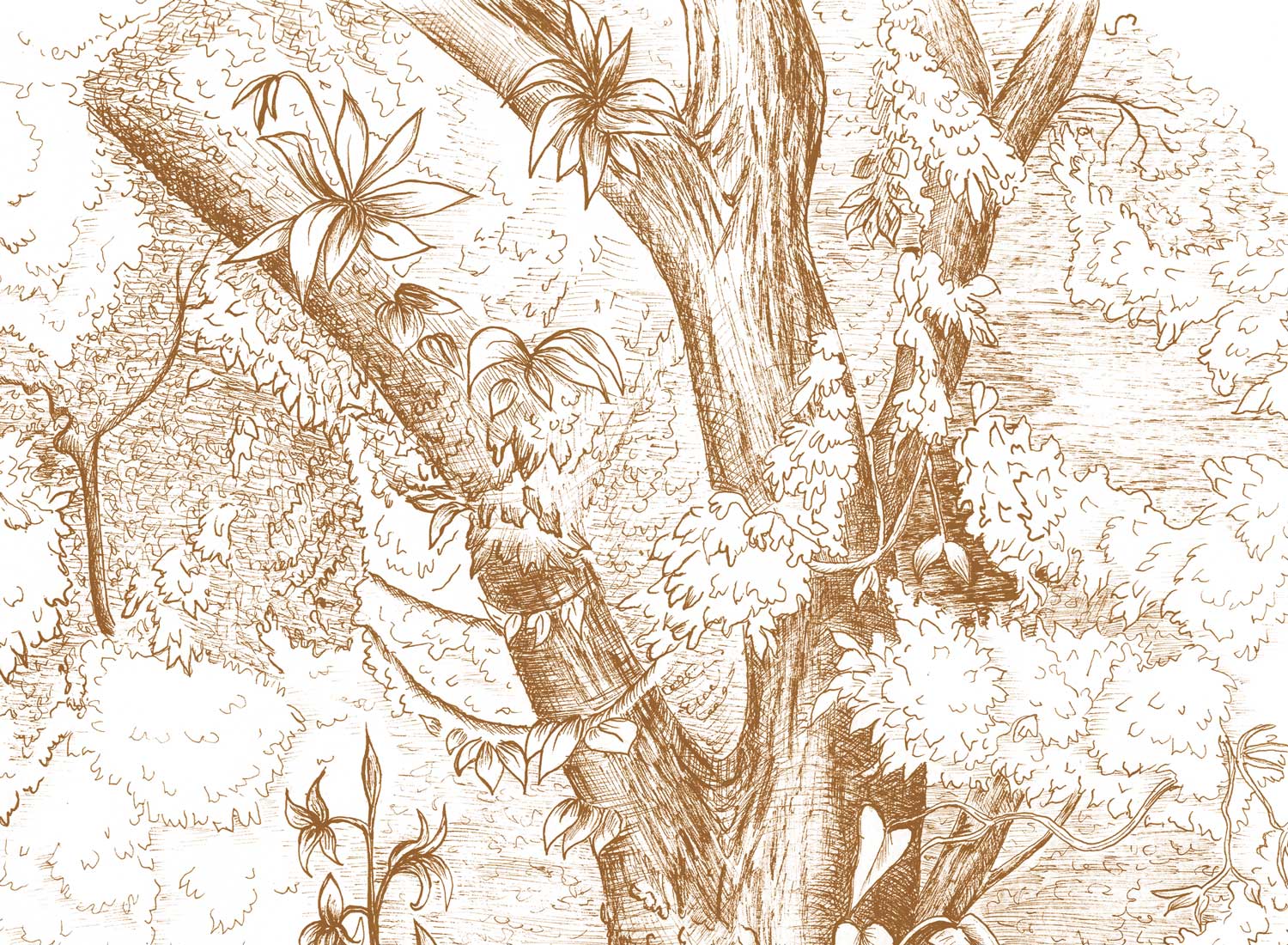 Illustration, africa illustration, jewellery visual identity